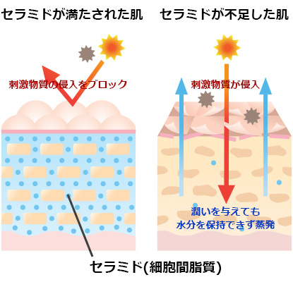 乾燥肌の原因「セラミド」の不足